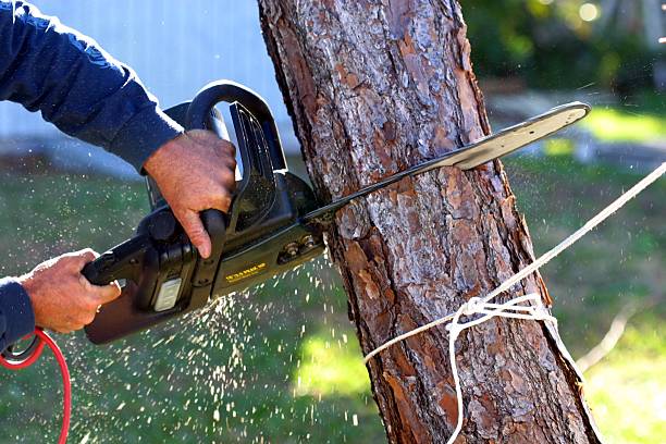 How Our Tree Care Process Works  in  Highland, CA